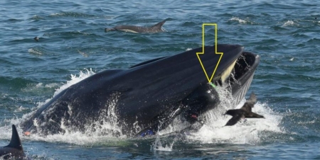 غواص يصف شعوره بعد ابتلاعه من حوت